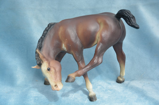 Liver Chestnut Scratching Foal