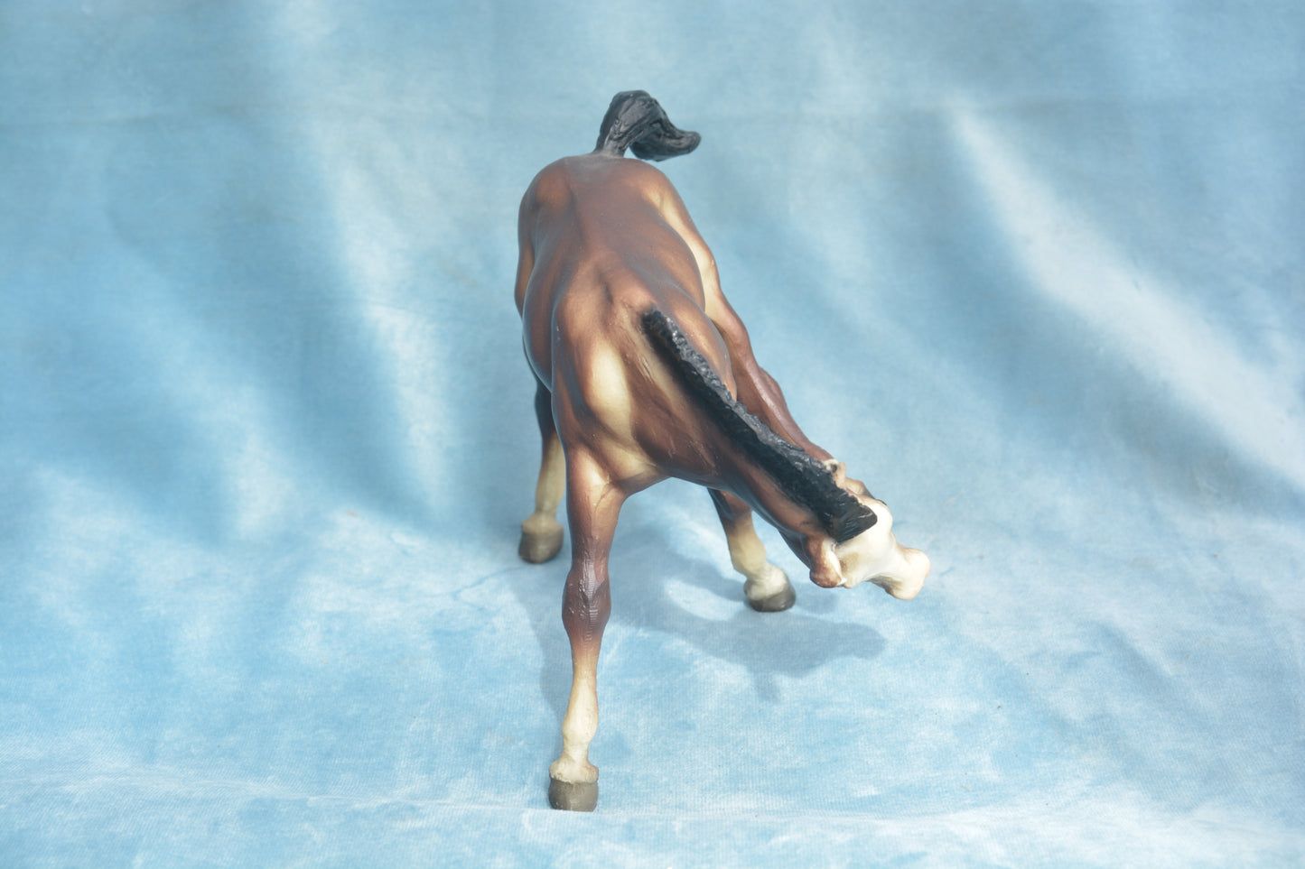Liver Chestnut Scratching Foal