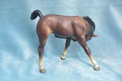 Liver Chestnut Scratching Foal