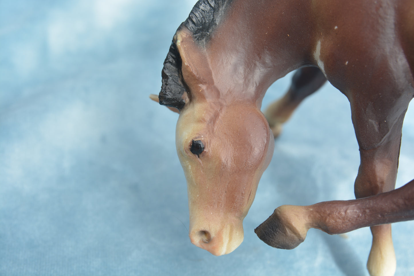 Liver Chestnut Scratching Foal