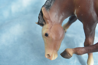 Liver Chestnut Scratching Foal