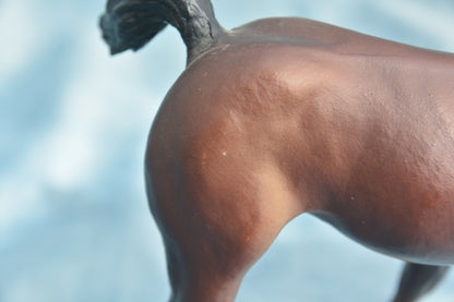Liver Chestnut Scratching Foal