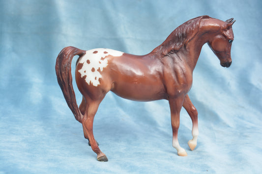 Chestnut Appaloosa Johar