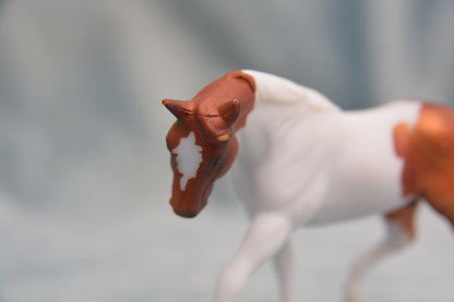 Pinto G2 Appaloosa