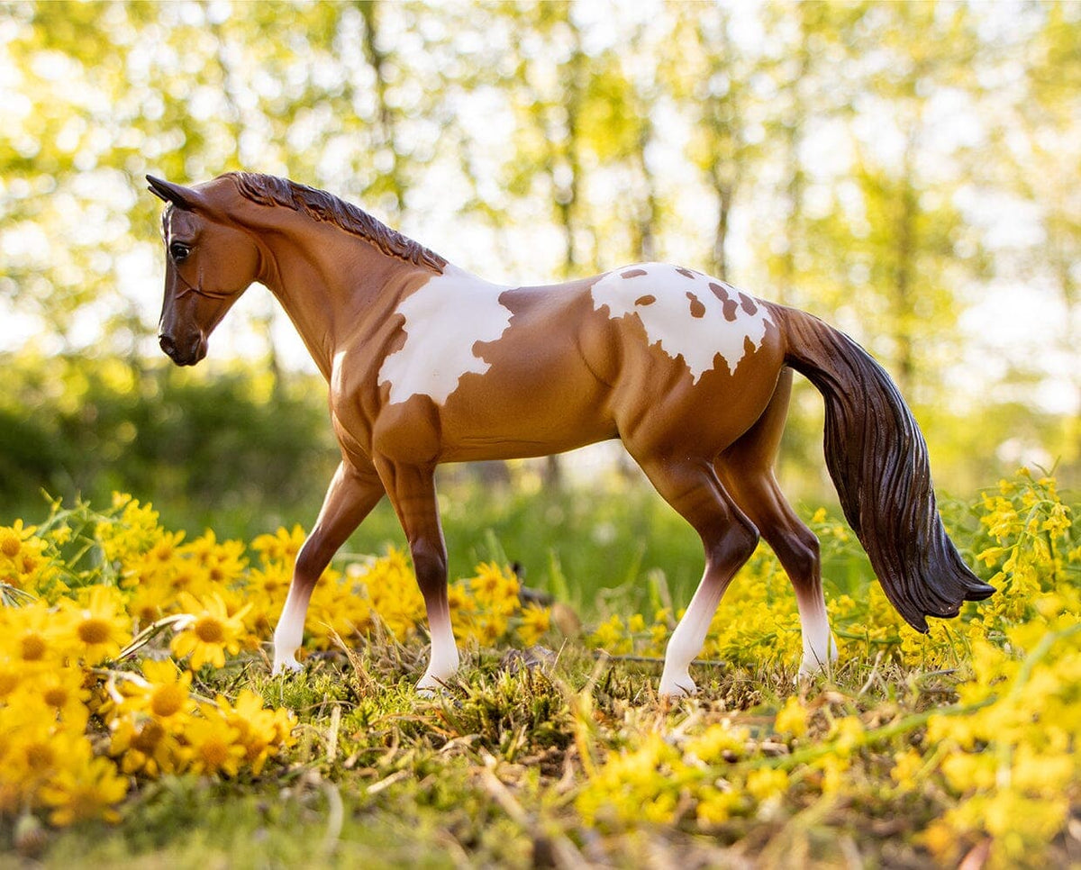 Red Dun Pintaloosa – Chestnut Ridge