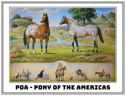 Ideal Series - Pony of the Americas